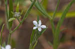 Pasture heliotrope